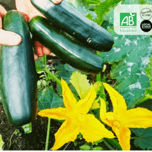 Courgette bio (lot 500g)