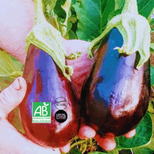 Aubergine bio (lot 500g)
