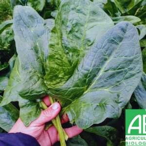 Épinards bio (lot 500g)